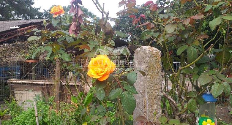 Terreno, 10 hectares - Foto 8